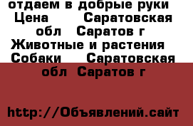 отдаем в добрые руки › Цена ­ 1 - Саратовская обл., Саратов г. Животные и растения » Собаки   . Саратовская обл.,Саратов г.